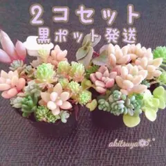 2個セット パリダム 姫秀麗 だるま秀麗 セダム❤ポットごと