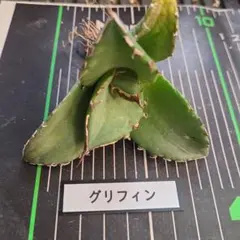 杉 魔　BASE様 リクエスト 3点 まとめ商品