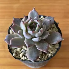 2026年最新】リエール苗の人気アイテム - メルカリ