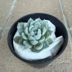 cono様 リクエスト 2点 まとめ商品