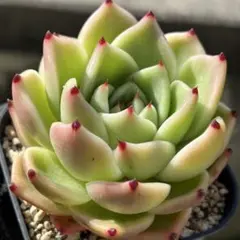 韓国苗 シャネル錦 多肉植物 エケベリア 極美株 抜き苗 - メルカリ