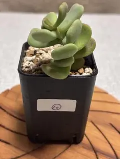 2026年最新】ピグマエア ケラリアの人気アイテム - メルカリ