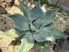 Agave パリー トランカータ 中斑 縞斑 パラサナ オバティフォリア