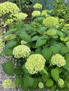 紫陽花 アナベル オーガニック苗 - メルカリ