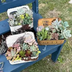 たにくまさん プランター 多肉寄せ植え付き - メルカリ