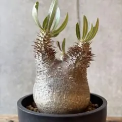 2025年最新】パキポディウム マカイエンセの人気アイテム - メルカリ