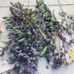 多肉植物　大量のルビーネックレス　カット苗