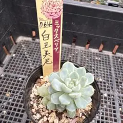 札のみ☆ミックスベリア おらいさん苗 サンセットグレイ含む5種セット 札のみ☆ミックスベリア おらいさん苗 サンセットグレイ含む5種セット