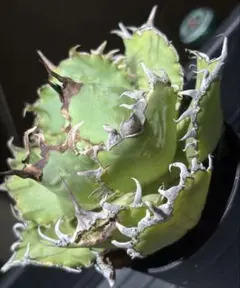 希少種！アガベチタノタグリズリー（極上株）超S級イラン株super狂暴灰