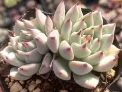 2025年最新】ザラゴーサの人気アイテム - メルカリ