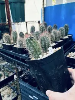 2025年最新】ブリンチュウの人気アイテム - メルカリ