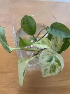 観葉植物 ポトス3種5本セット 発根済み トップカット - メルカリ