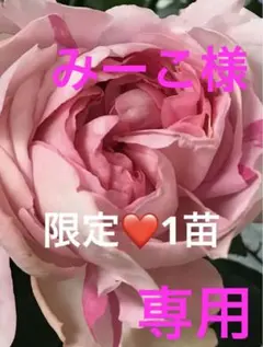 ❤️可愛いピンク色の絞りの入ったの素敵な薔薇ちゃん❤️バラ苗❤️限定・1苗❤️