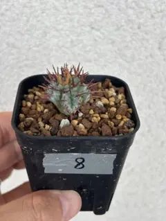 ユーフォルビア ホリダー錦 カキコ自根 ユーフォルビア ホリダー錦 カキコ自根 【公式通販】