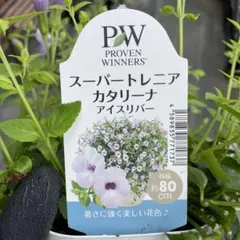スーパートレニア2年生苗☆カタリーナ☆ラムレーズン開花苗一苗☆10.5