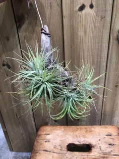 流木×キセログラフィカ / コットンクラウド / ウスネオイデス 3種セット 流木×キセログラフィカ / コットンクラウド / ウスネオイデス 3種