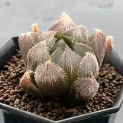 yasohachi様　専用