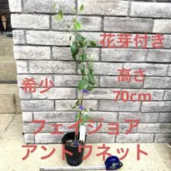 18 希少 フェイジョア アントワネット 挿し木苗 高さ70㌢程 証票付