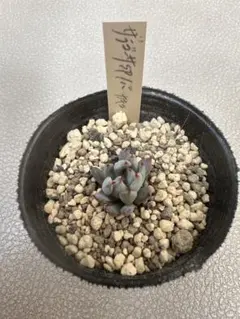 2026年最新】ザラゴーサ SP ノバの人気アイテム - メルカリ