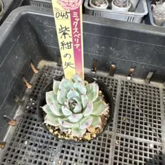 札付き おらいさん苗 ミックスベリア060 桜鬼 - メルカリ