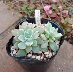 2025年最新】優木園の人気アイテム - メルカリ