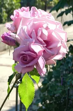 イングリッシュローズ アプリコット色 薔薇 四季咲き つるバラ 苗