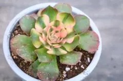 マ*ガ様 アエオニウム・ライチ斑入り（大）