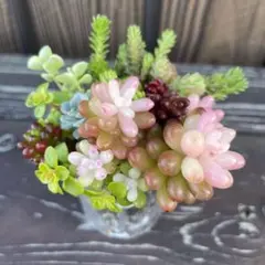 多肉植物 ❤︎ レッドベリー錦　抜き苗