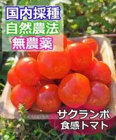 tis様 リクエスト 2点 まとめ商品