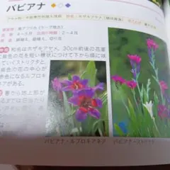 来年用　バビアナ　紫色１色 今年咲いた球根 10個位のサムネイル