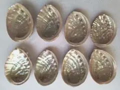 か17　日本海産天然あわび貝殻8枚まとめ売り♪送料込み♪