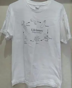 希少 加茂水族館 クラゲ Tシャツ M レア