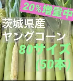 80サイズ 厳選 茨城県産 ヤングコーン ベビーコーン 【50本＋α】 本日