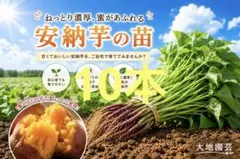 安納芋 20本 新鮮さつまいも苗 ウイルスフリー苗 - メルカリ