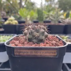 2025年最新】黒王丸 実生の人気アイテム - メルカリ