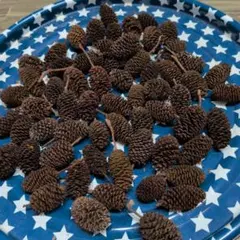 ヤシャブシの実