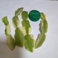 モカリン様専用　シャコバサボテンのサムネイル