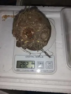 まんまる様 リクエスト 2点 まとめ商品