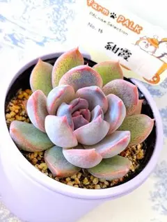 2025年最新】パルクさん苗の人気アイテム - メルカリ