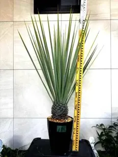 ノリナ エクセルサ 8号 120cm Nolina excelsa - メルカリ
