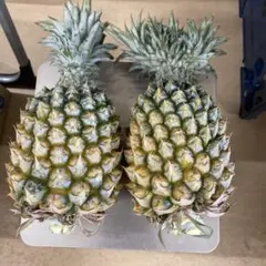 沖縄県宜野座村産スナックパイン10kgご自宅用 - メルカリ