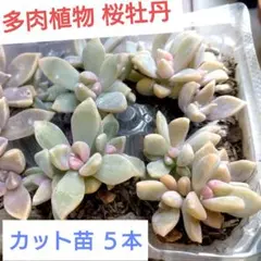【カット苗】多肉植物　桜牡丹(サクラボタン)　5株　★直径 約3cm前後のサムネイル