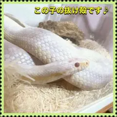 Aisha☆ 2日以内発送♡様 リクエスト 2点 まとめ商品①②