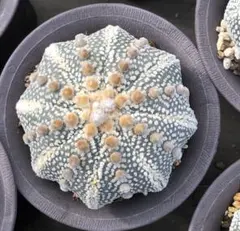 2026年最新】兜丸の人気アイテム - メルカリ