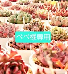 べべ様専用ページ☆r-14☆o-16