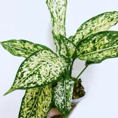 カエルです ◆RGL◆ 斑入り 子株 現地便 アグラオネマピクタム カエルです ◇RGL◇ 斑入り 子株 現地便 アグラオネマピクタム カエル