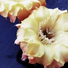 M19様 リクエスト 3点 まとめ商品