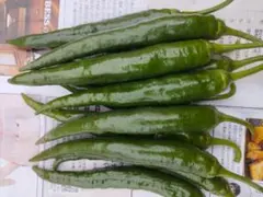 激辛 辣妹子 青唐辛子 500g長野県産 【露地栽培】自然成熟 - メルカリ