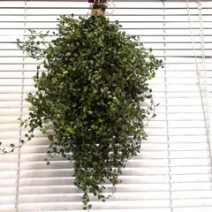 スワッグ　フレッシュ材料　ワイヤープランツ　ネコポス匿名発送