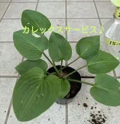 2026年最新】ギボウシ 大株の人気アイテム - メルカリ